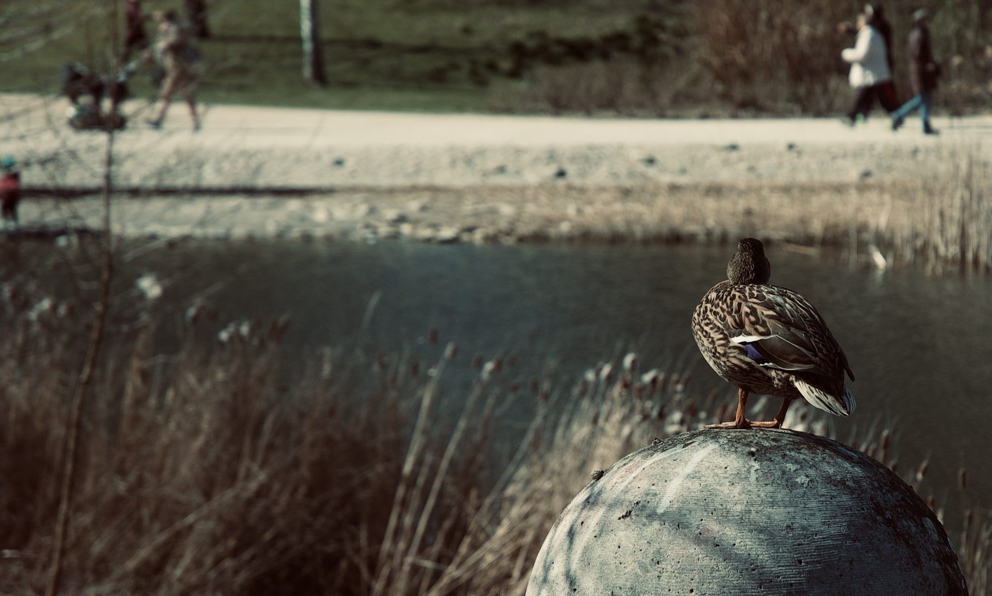 Die Ente staunt und wundert sich.